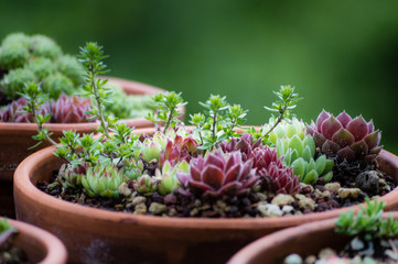 Beautiful tiny succulent plants in a pot closeup, selective focus