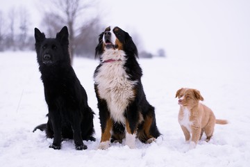 Fototapeta na wymiar Dog pack on snow