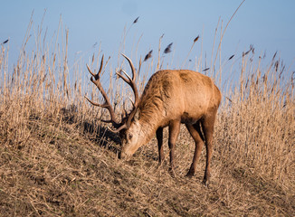 Red deer stag grazes on a hill