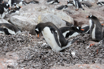 Fototapeta premium Gentoo penguin with egg in nest