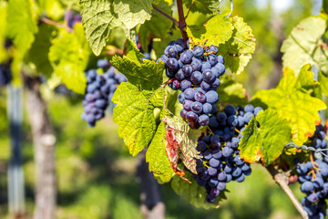 Weintrauben, Rheingau 