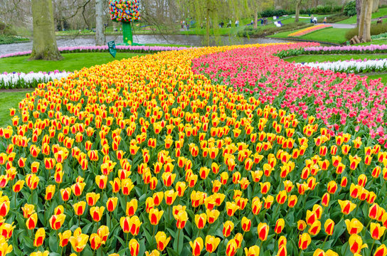 Keukenhof garden, Netherlands -April 05: Colorful flowers and blossom in dutch spring garden Keukenhof which is the world's largest flower garden. Keukenhof Garden, Lisse, Netherlands - April 05, 2017