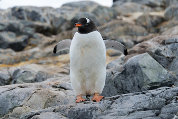 Fototapeta premium Gentoo penguins on stone