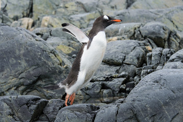 Gentoo penguin flying