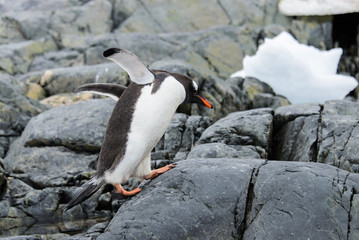 Gentoo penguin flying