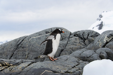 Fototapeta premium Gentoo penguin going