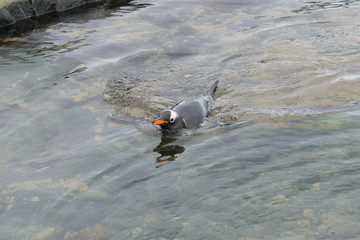 Gentoo penguin swimming