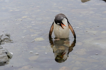 Gentoo penguin going in water
