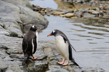Fototapeta premium Two gentoo penguins
