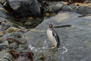 Fototapeta premium Gentoo penguin going in water