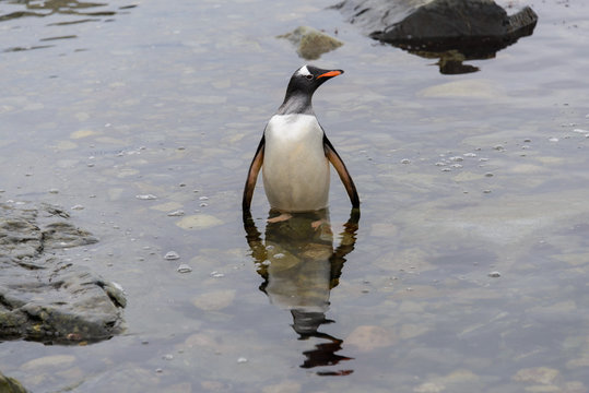 Gentoo penguin going in water