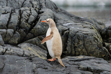 Fototapeta premium Gentoo penguin albino