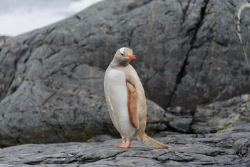 Gentoo penguin albino