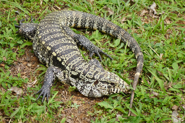 Grosser Leguan