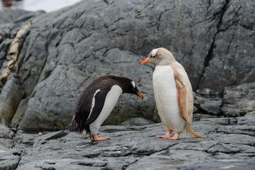 Two gentoo penguins - black and grey