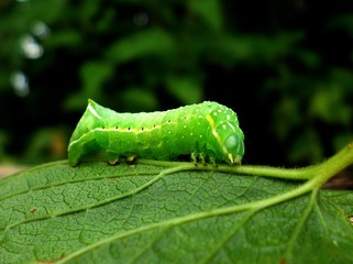 Caterpillar on leaf