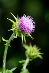 Blooming marsh thistle or European swamp thistle closeup on natural background, Cirsium palustre, selective focus