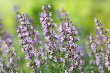 Purple flowers, flower pattern, blank for the designer, botanical garden in summer, a blooming meadow in the park, purple wild flowers for the postcard, retro style, many small flowers, ultraviolet