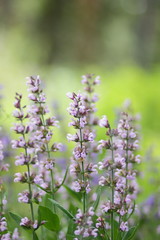 Purple flowers, flower pattern, blank for the designer, botanical garden in summer, a blooming meadow in the park, purple wild flowers for the postcard, retro style, many small flowers, ultraviolet