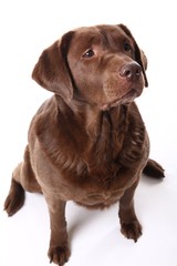 Fototapeta premium Lovely labrador dog