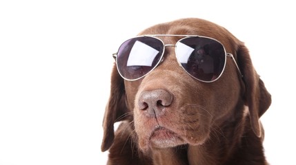 Lovely labrador dog