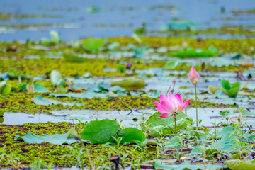 Lotus flowers blooming