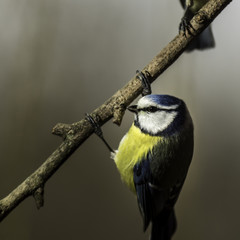 Oiseaux du Grésivaudan - Chartreuse - Isère.