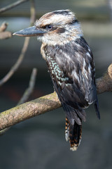 Vogel