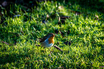 Robinhood Bird