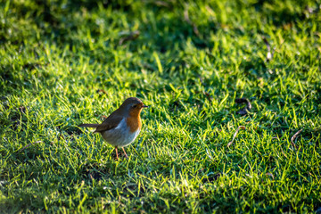 Robinhood Bird