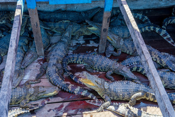 Crocodile farm on a boat