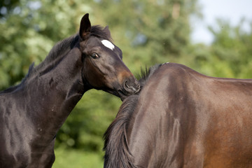 Foal plays with mare