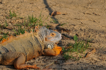 Iguana num parque natural