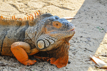 Iguana num parque natural