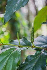 Long pepper growing
