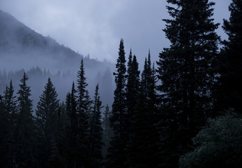 Pine Tree Forest Sillhouette at Dawn