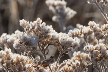 Frosted Morning