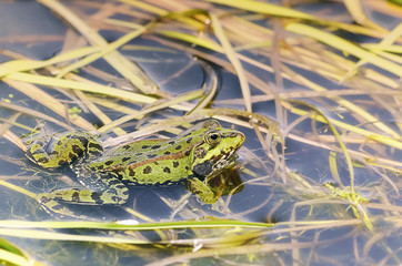 Pelophylax perezi. Beautiful green frog is swimming in the pool, surrounded of aquatic plants. Natural and wild scene with warm colors. Spring time. Sunny day.