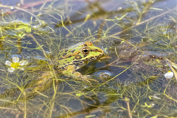 Pelophylax perezi. Beautiful green frog in the pool, surrounded of aquatic plants and flowers. Natural and wild scenery with warm colors. Spring time. Sunny day.
