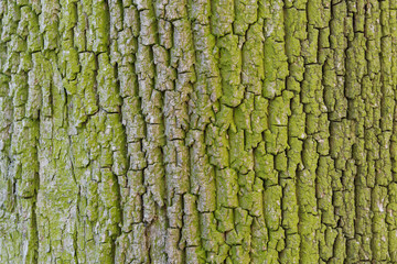 Abstract old wood tree bark texture background