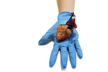 Medical heart model closed with all chambers: atriums and ventricles, on a doctors hand in blue...