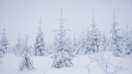 Winter landscape, Frozen Trees, Czech Mountains, Winter