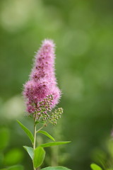 Pink flowers, flower pattern, blank for the designer, botanical garden in summer, a blooming meadow in the park, pink flowers for the postcard, retro style, many small flowers, pink color