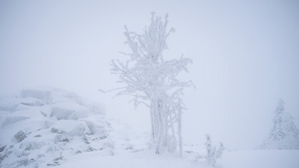 Winter landscape, Frozen Trees, Czech Mountains, Winter