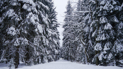 Frozen Trees, Czech Mountains, Winter