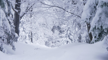 Frozen Forest, Czech Mountains, Winter