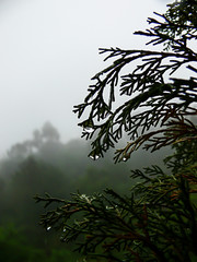 Gotas de chuva