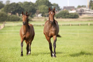 Fotobehang two young brown horses © pfluegler photo