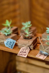 Succulents at Wedding Reception