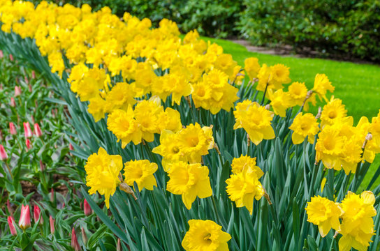 Flower bed with yellow daffodil flowers blooming in the Keukenhof spring garden from Lisse- Netherlands.;